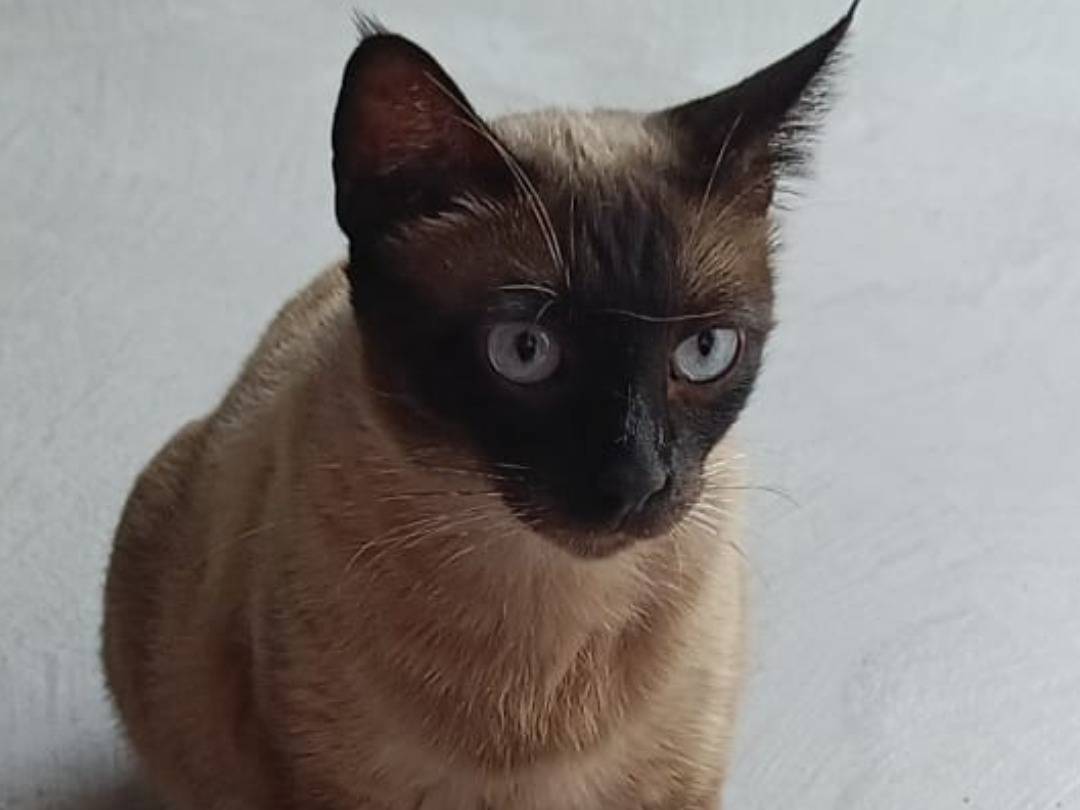 Adozione gatto, femmina, Siamese Razza sconosciuta, 2 anni e 6 mesi, taglia non valida, Chieti