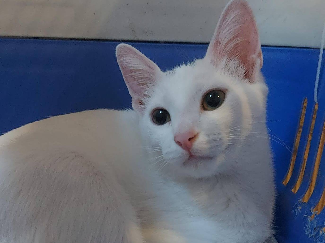 Adozione gatto, femmina, Razza sconosciuta Razza sconosciuta, 4 mesi, taglia non valida, Bologna