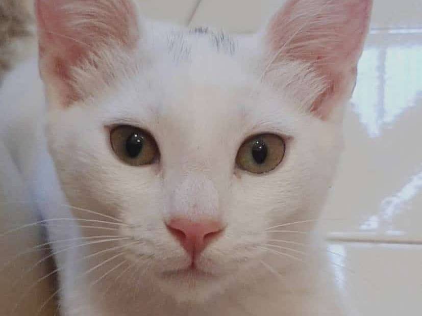 Adotta un gatto, femmina, 4 mesi, Bologna
