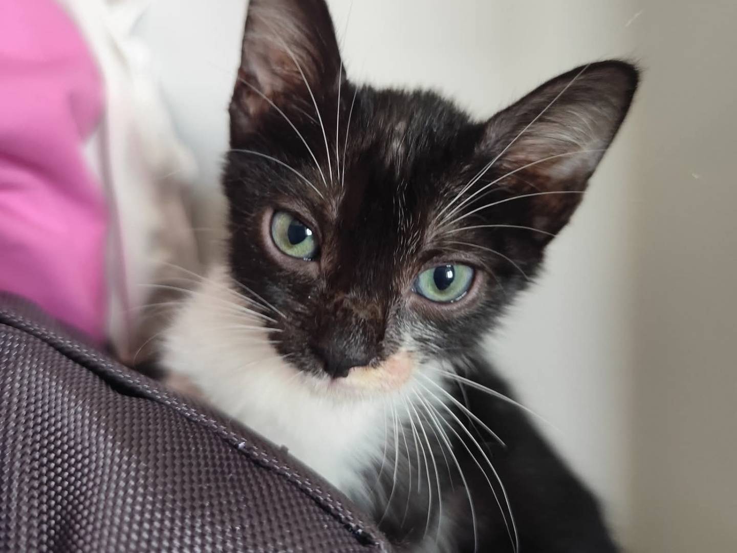 Adozione gatto, femmina, Razza sconosciuta Razza sconosciuta, 1 mesi, taglia non valida, Messina