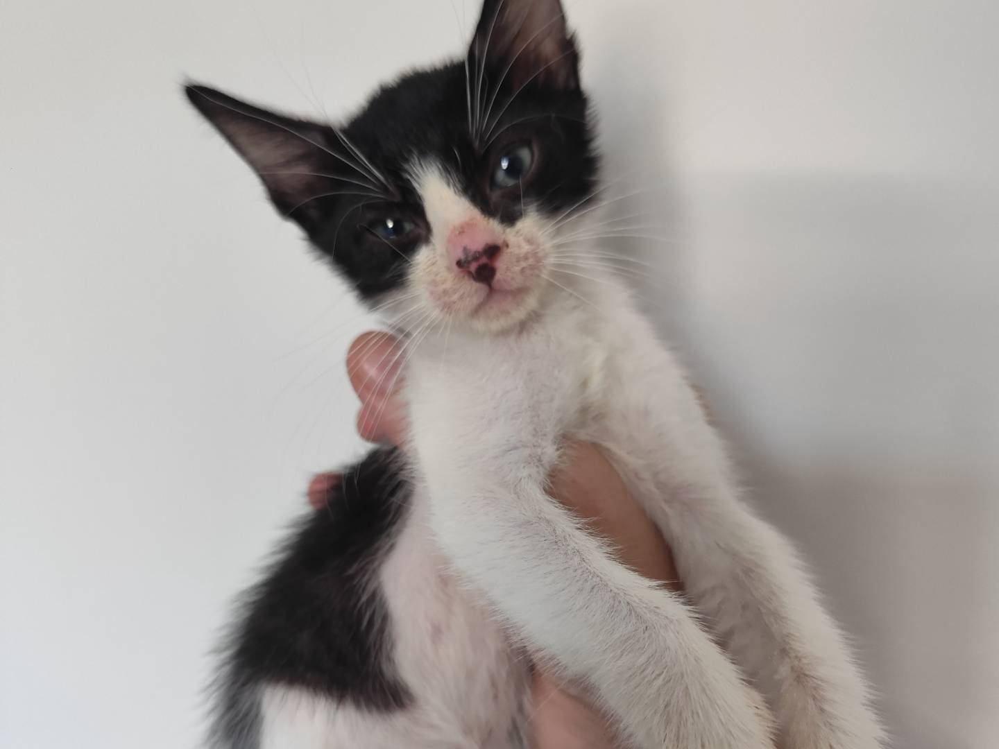 Adozione gatto, maschio, Razza sconosciuta Razza sconosciuta, 1 mesi, taglia non valida, Messina