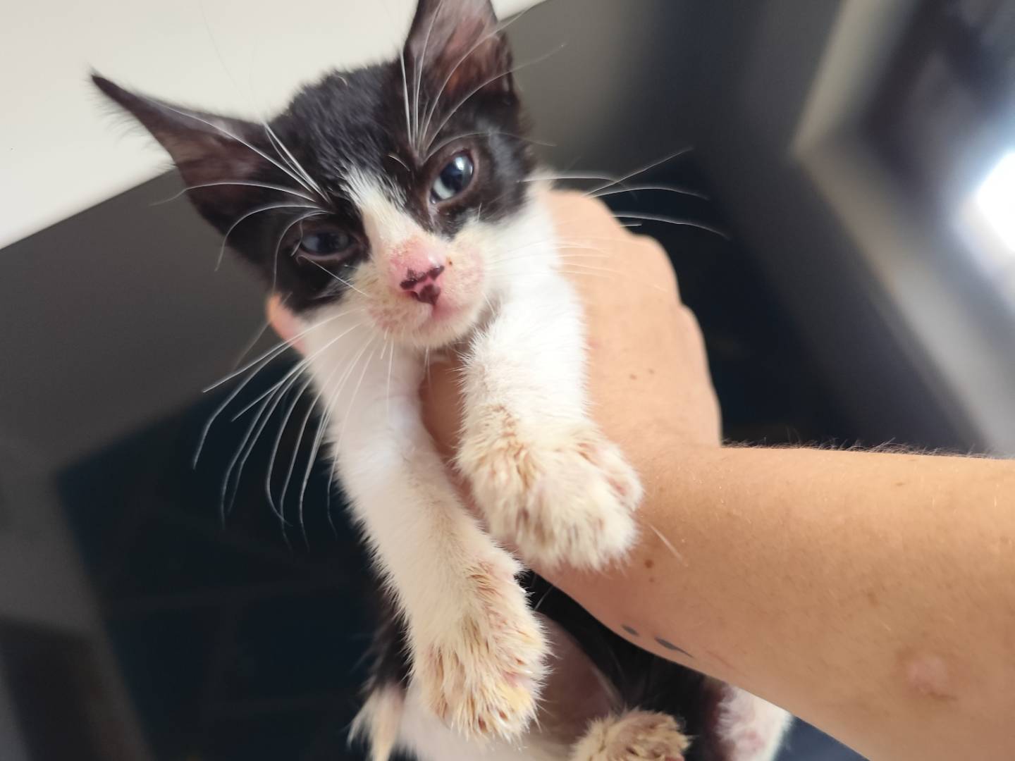 Adotta un gatto, maschio, 1 mesi, Messina
