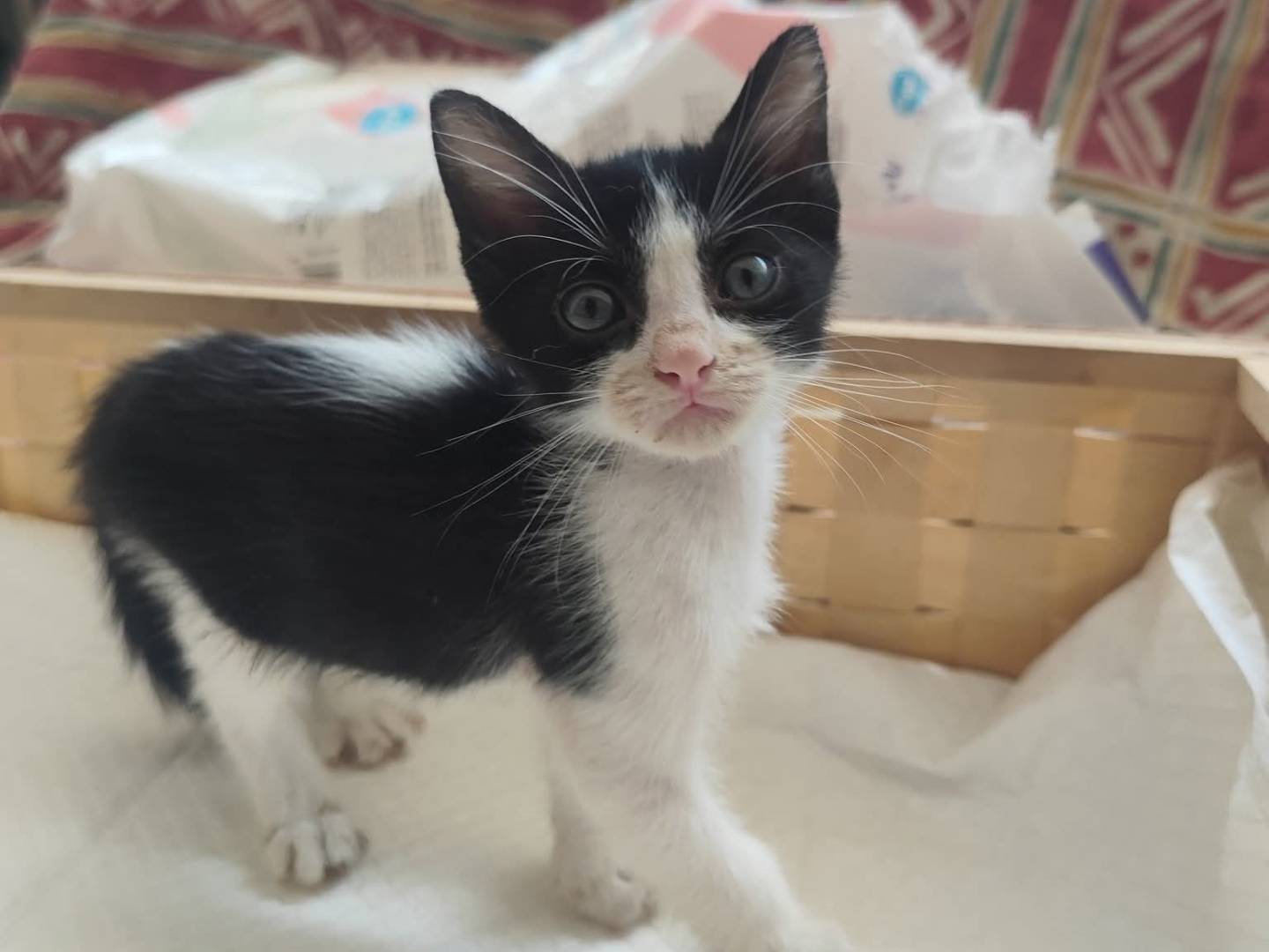 Adozione gatto, femmina, Razza sconosciuta Razza sconosciuta, 1 mesi, taglia non valida, Messina