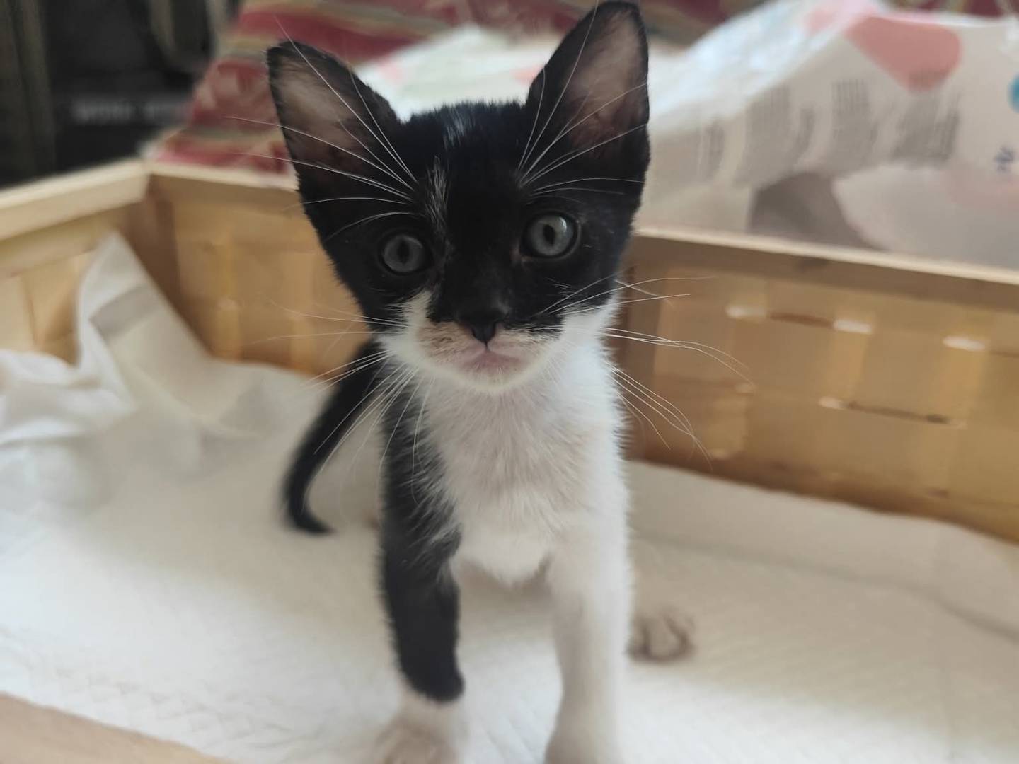Adozione gatto, maschio, Razza sconosciuta Razza sconosciuta, 1 mesi, taglia non valida, Messina