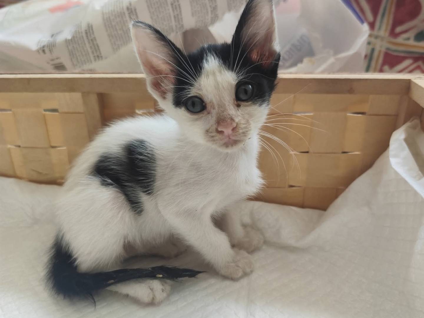 Adozione gatto, maschio, Razza sconosciuta Razza sconosciuta, 1 mesi, taglia non valida, Messina