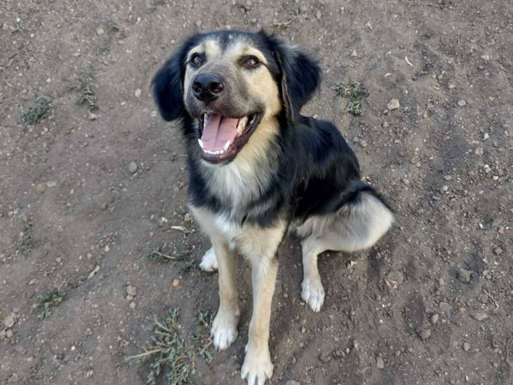 Adozione cane, maschio, Pastore tedesco Razza sconosciuta, 5 mesi, taglia media, Catania