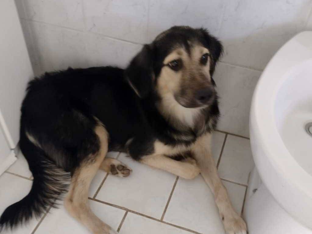 Adotta un cane, maschio, 5 mesi, Catania
