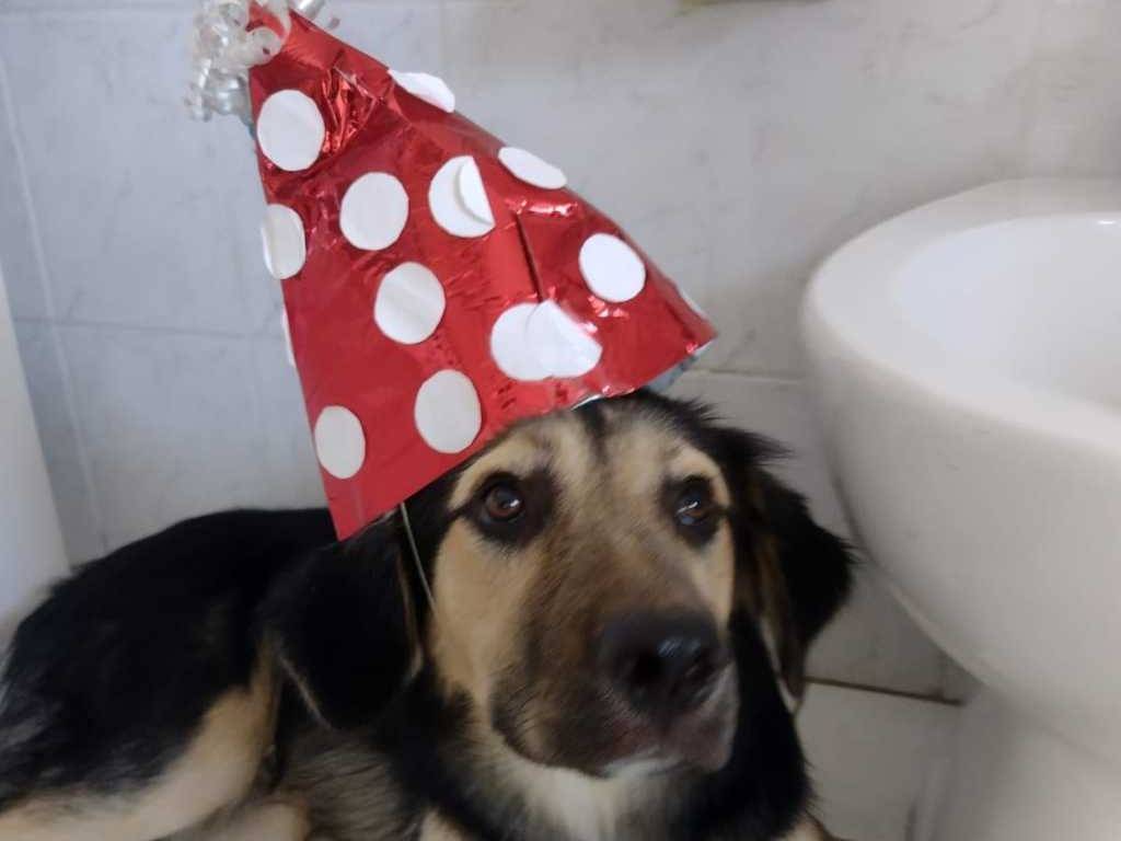 Adotta un cane, taglia media, maschio, Catania