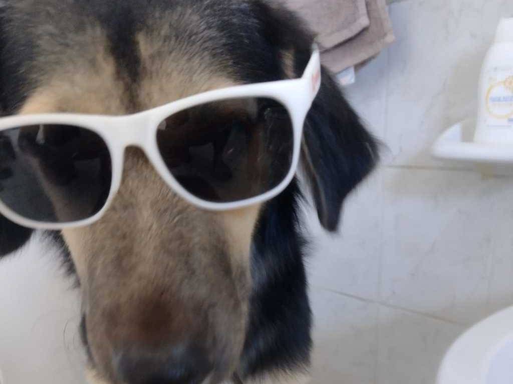 Vuoi adottare un cane a Catania?