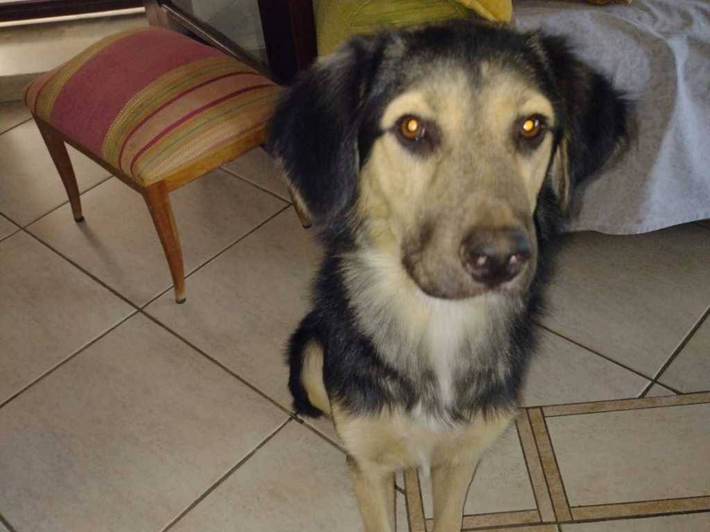Adotta il cane Remì a Catania