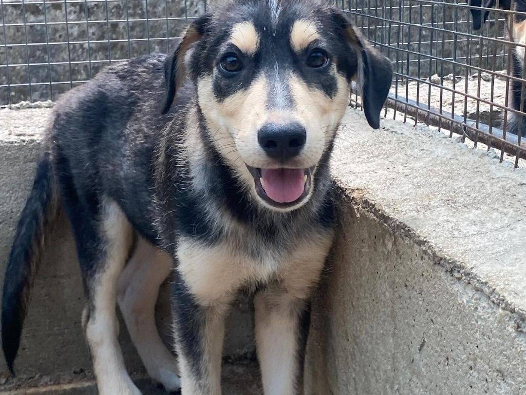 Adozione cane, maschio, Razza sconosciuta Razza sconosciuta, 2 mesi, taglia media, Latina