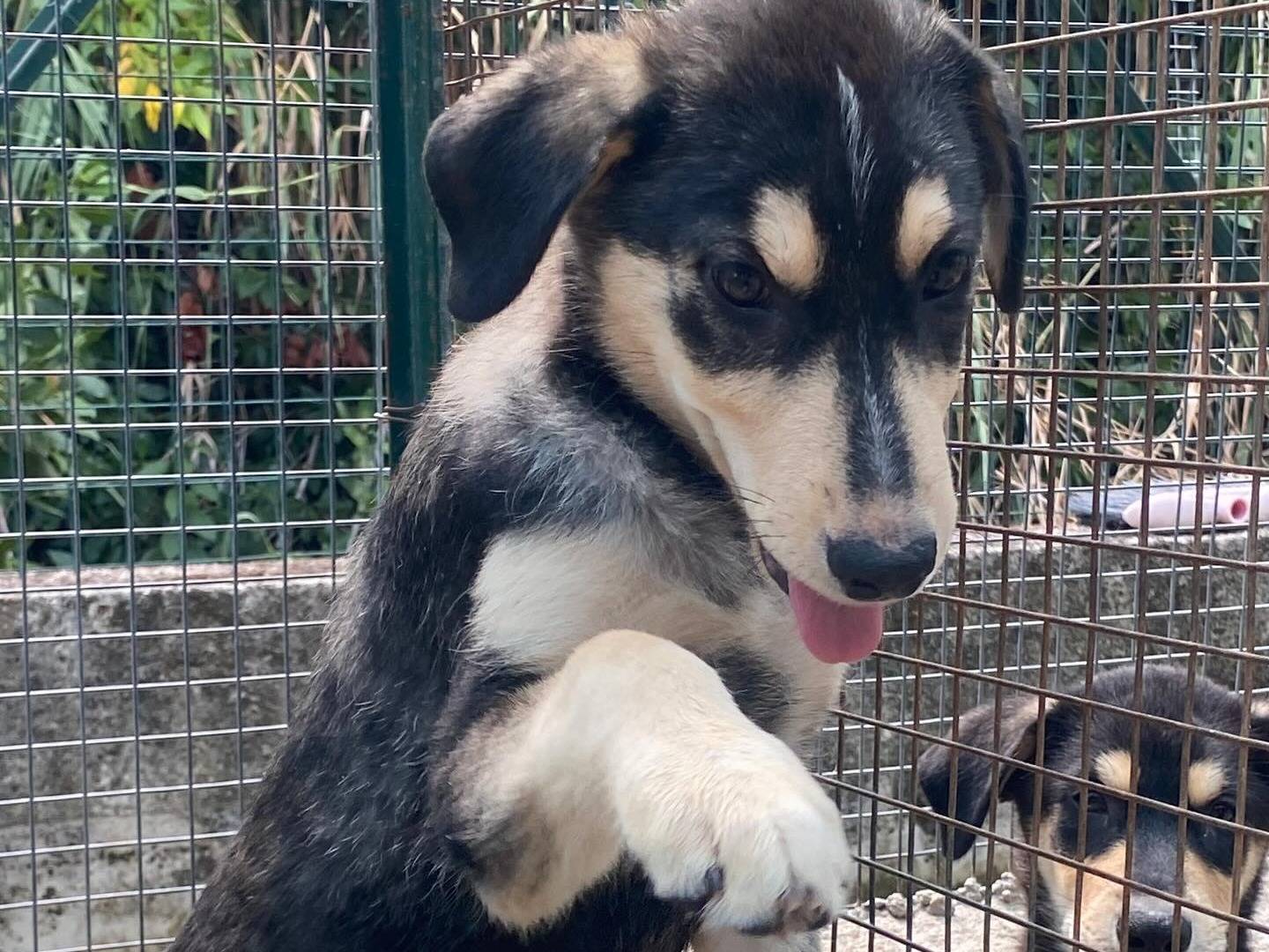 Adotta un cane, maschio, 2 mesi, Latina