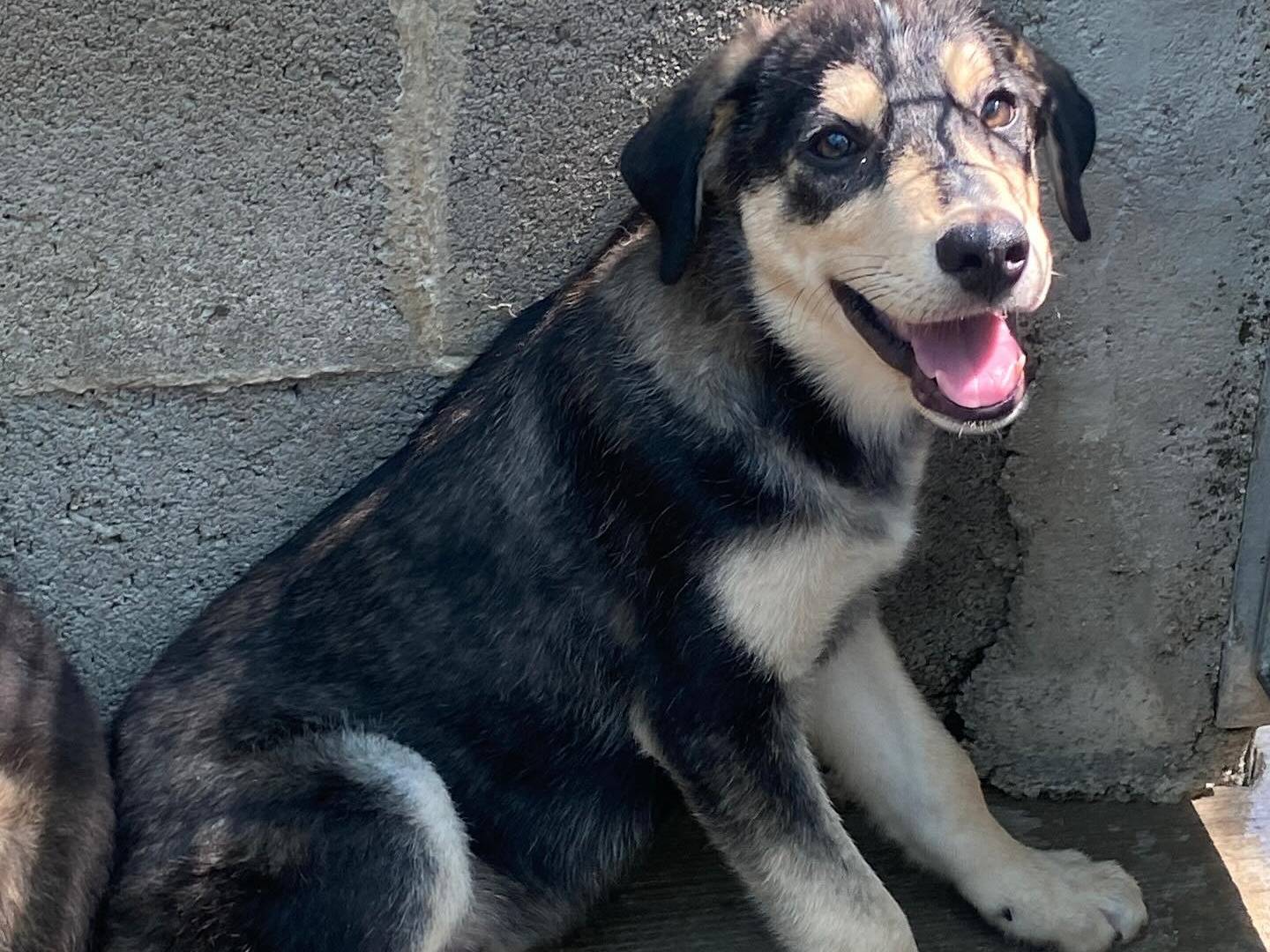 Adotta un cane, taglia media, maschio, Latina