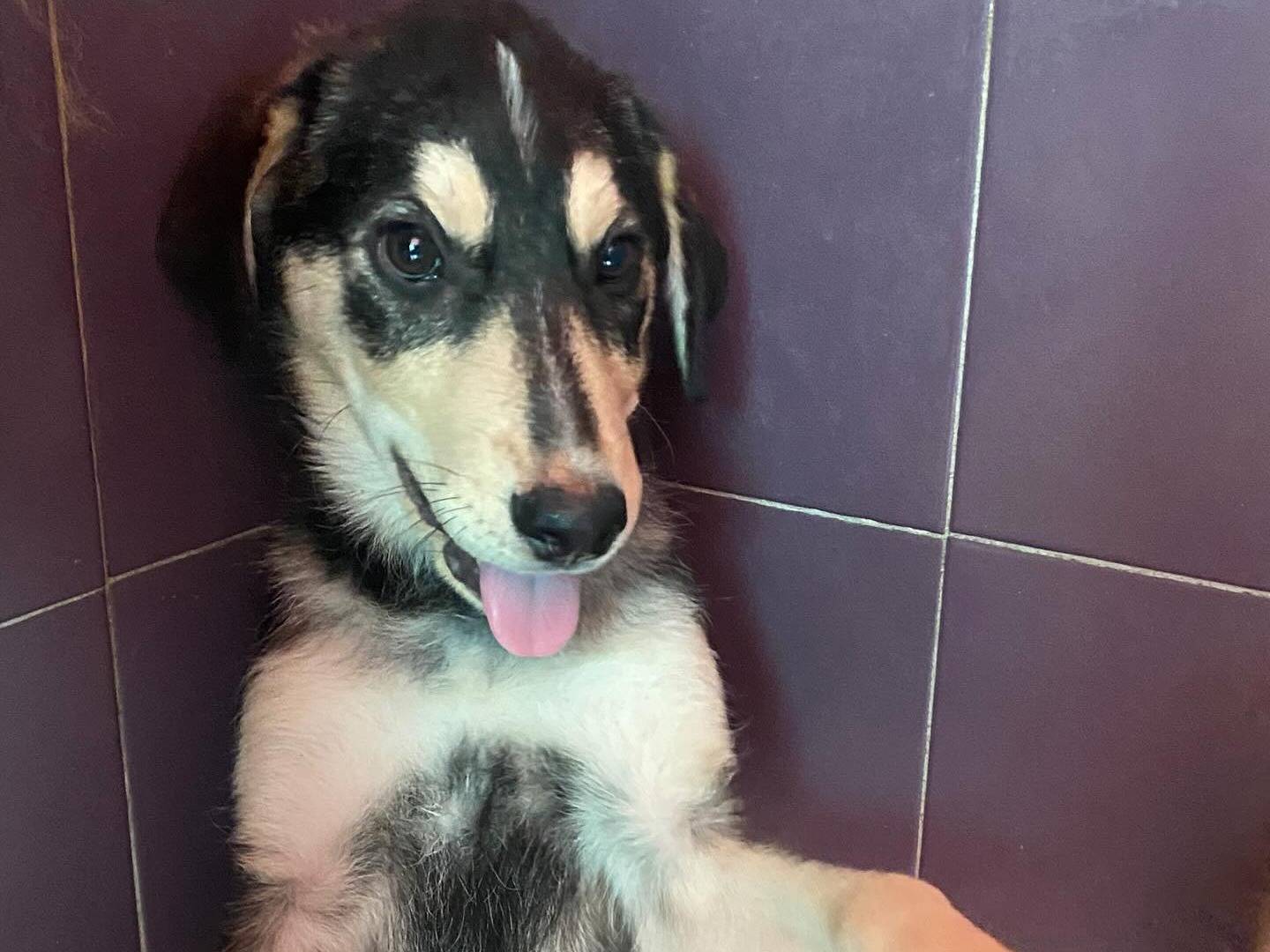 Vuoi adottare un cane a Latina?