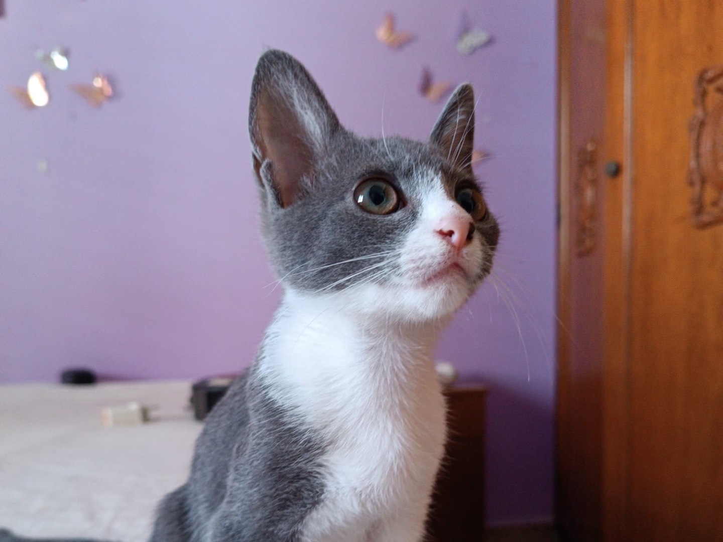 Adozione gatto, maschio, Razza sconosciuta Razza sconosciuta, 1 mesi, taglia non valida, Siracusa