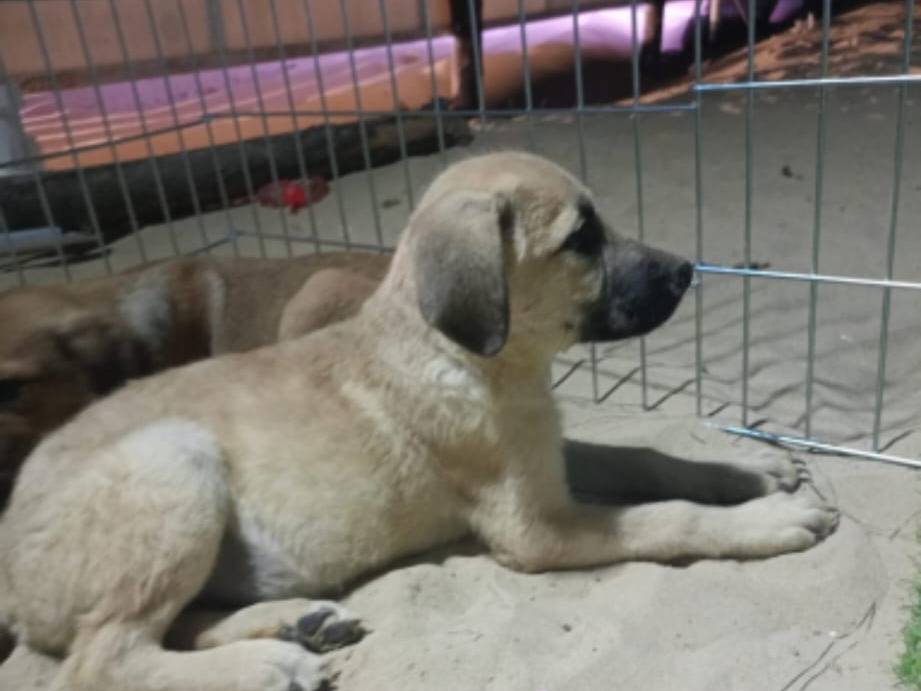 Adozione cane, maschio, Razza sconosciuta Razza sconosciuta, 3 mesi, taglia media, Ragusa