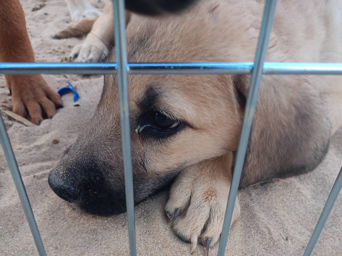 Adotta un cane, maschio, 3 mesi, Ragusa