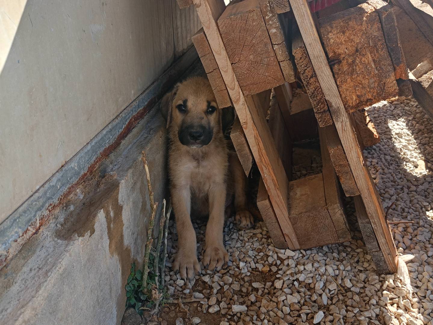 Adotta un cane, taglia media, maschio, Ragusa