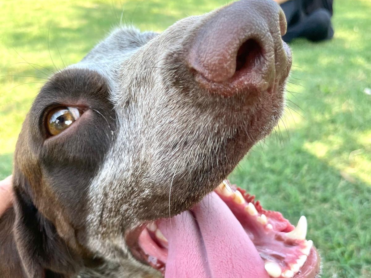 Vuoi adottare un cane a Pavia?