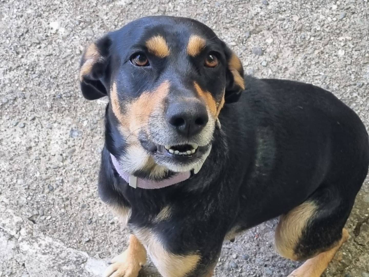 Adozione cane, femmina, Razza sconosciuta Razza sconosciuta, 2 anni e 4 mesi, taglia media, Genova