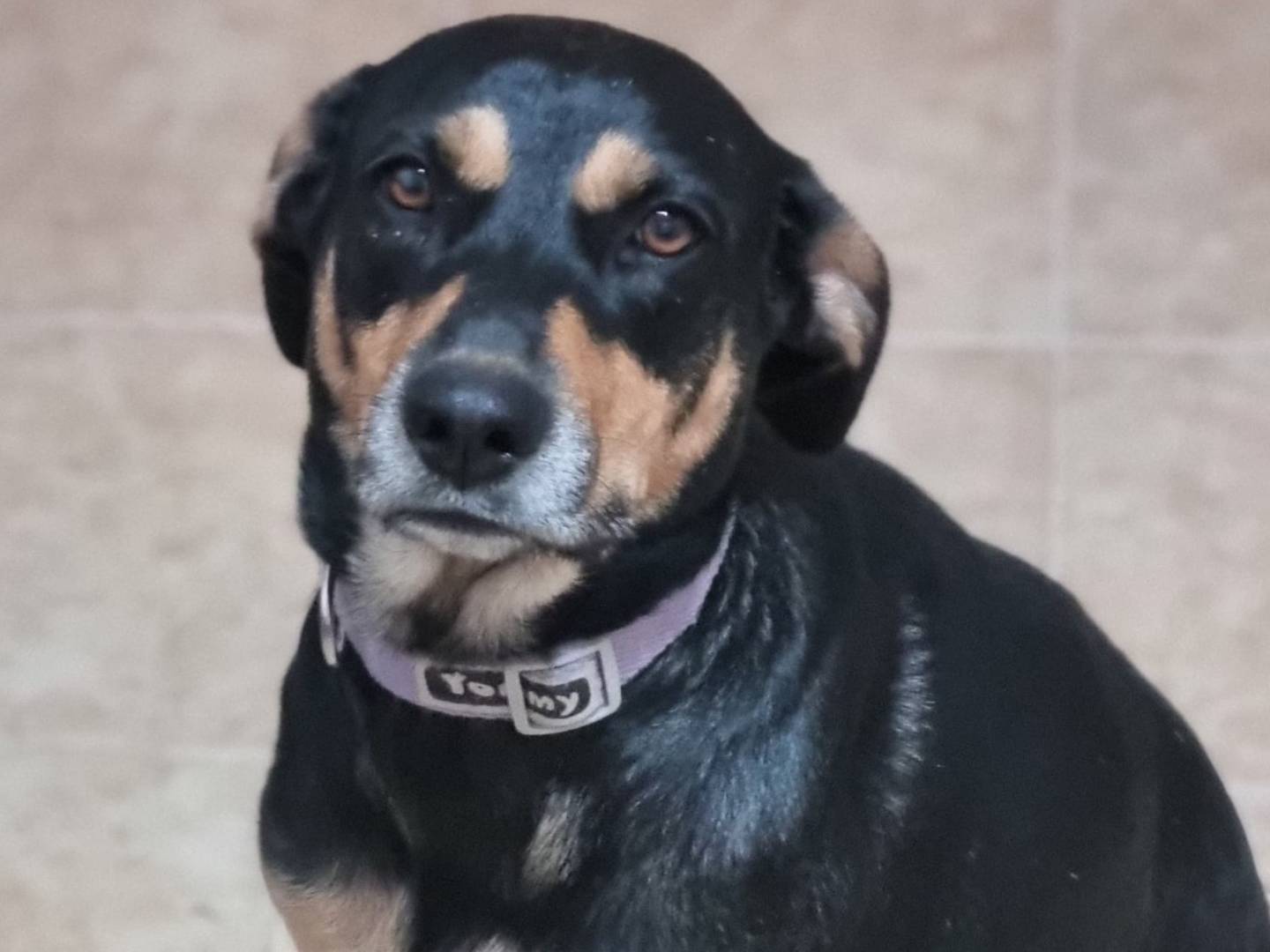 Adotta un cane, femmina, 2 anni e 4 mesi, Genova