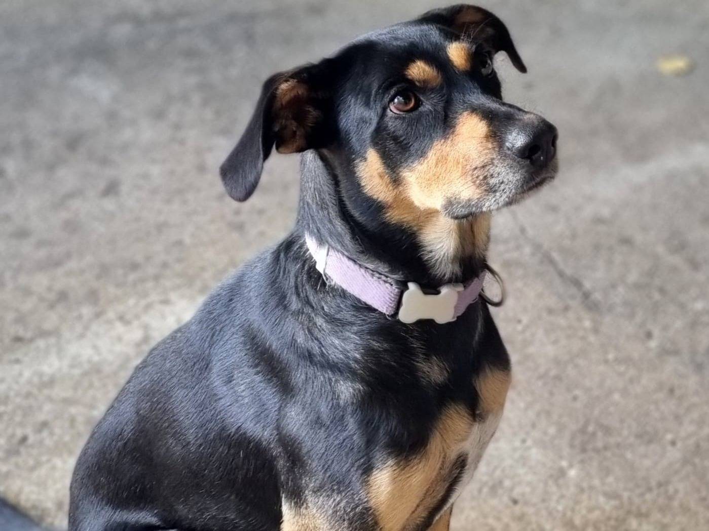 Adotta un cane, taglia media, femmina, Genova