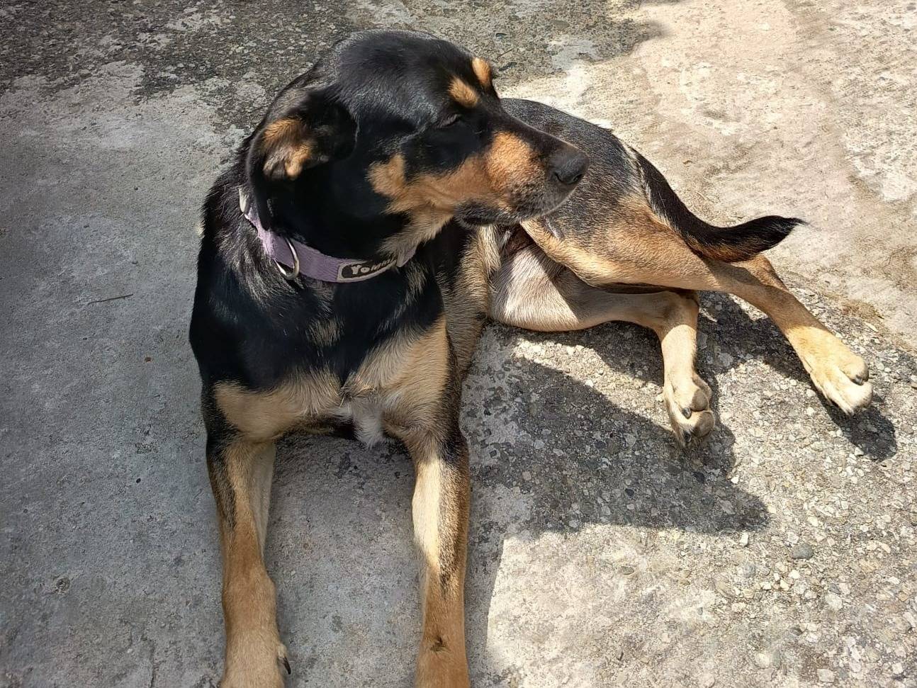 Vuoi adottare un cane a Genova?