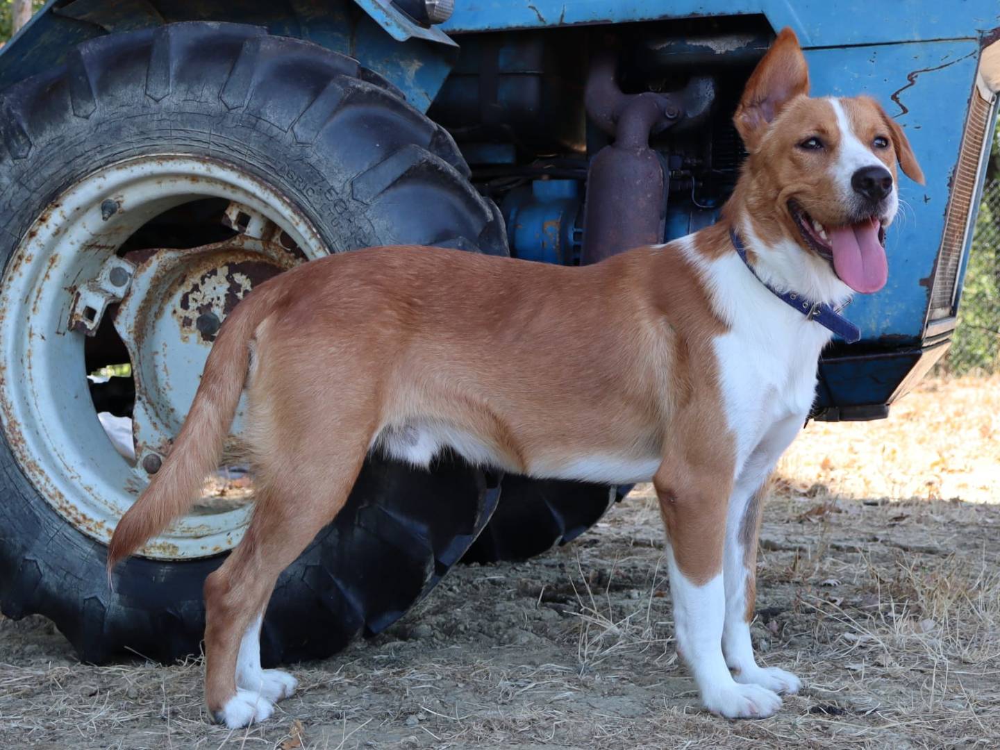 Adozione cane, maschio, Pembroke Welsh Corgi Razza sconosciuta, 10 mesi, taglia media, Pisa