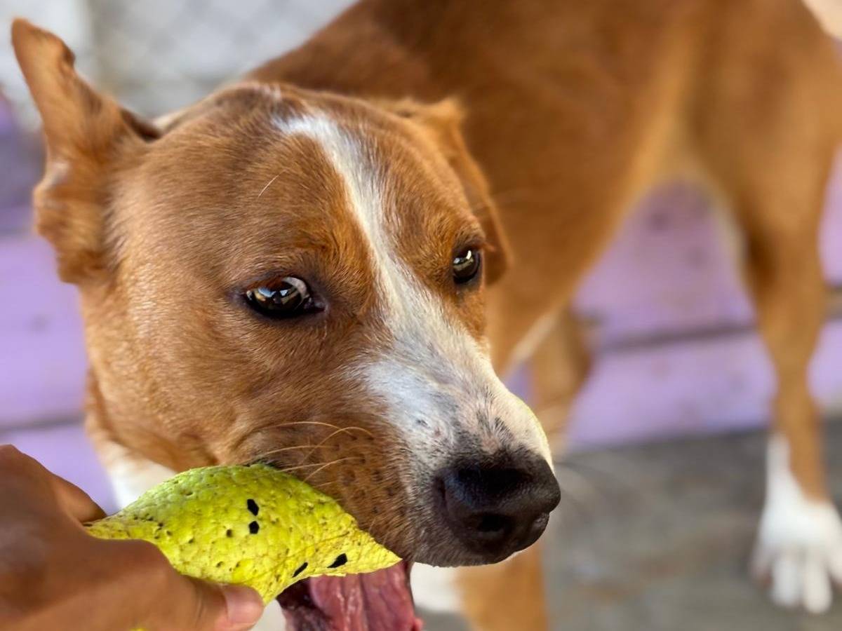Adotta un cane, maschio, 10 mesi, Pisa