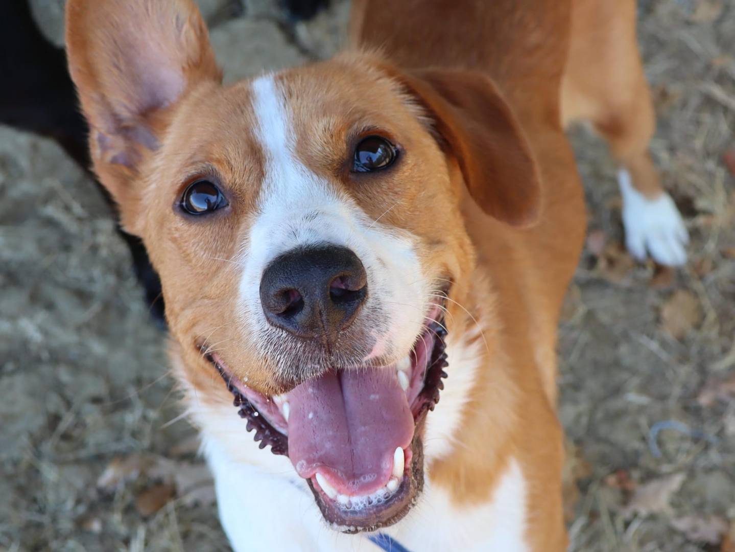 Adotta un cane, taglia media, maschio, Pisa