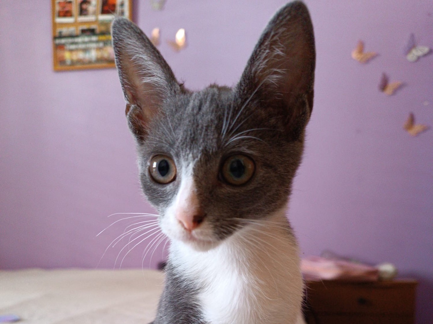 Adotta un gatto, maschio, 1 mesi, Siracusa