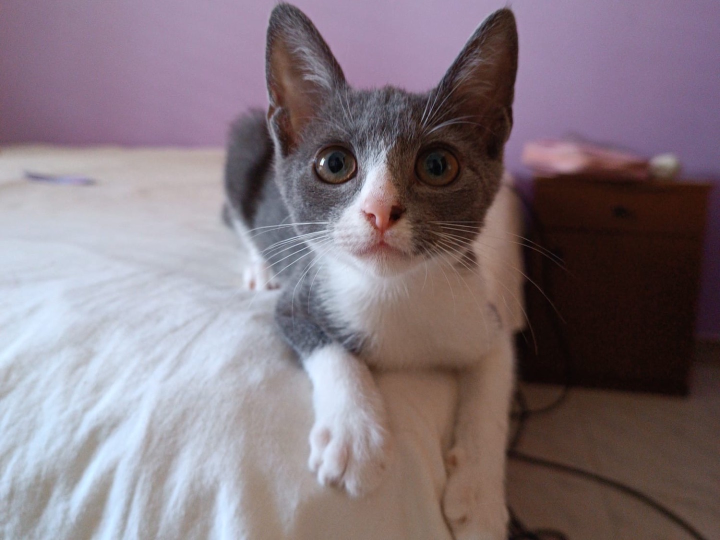 Adotta un gatto, taglia non valida, maschio, Siracusa