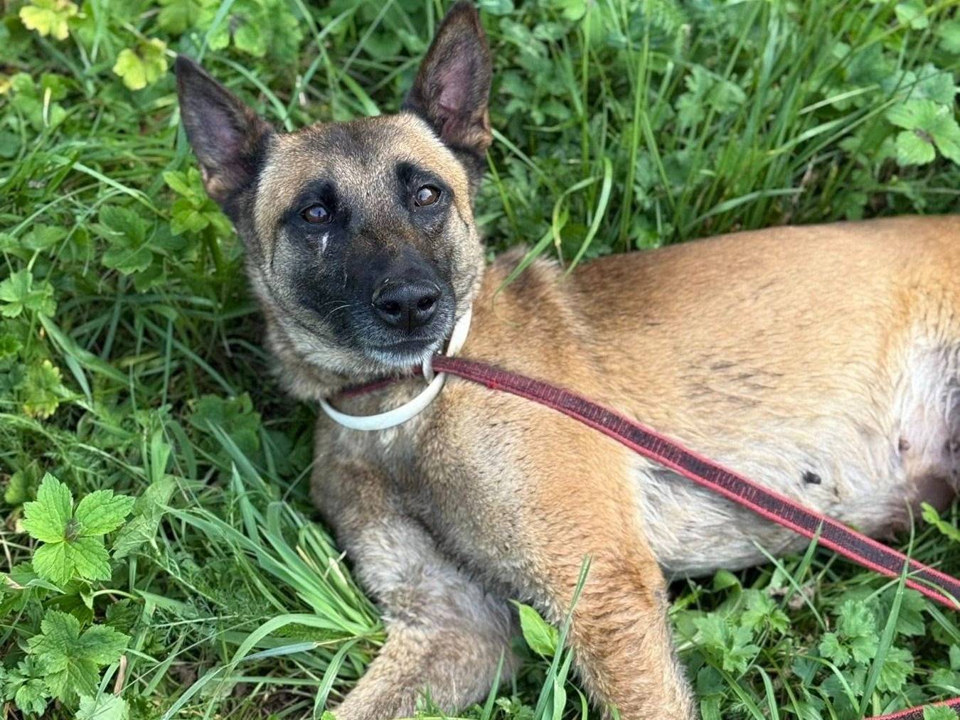 Vuoi adottare un cane a Firenze?