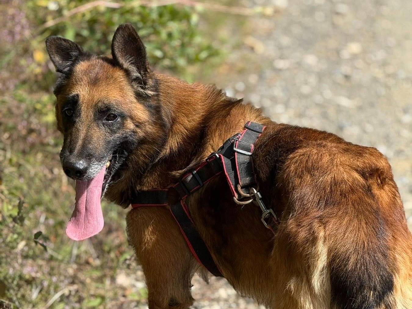 Adotta il cane NARA MIREA AIRON a Firenze