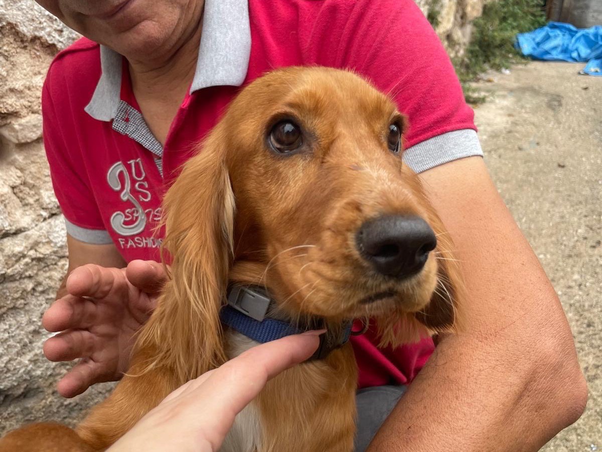 Adozione cane, femmina, Cocker Spaniel Inglese Razza sconosciuta, 6 mesi, taglia media contenuta, Foggia