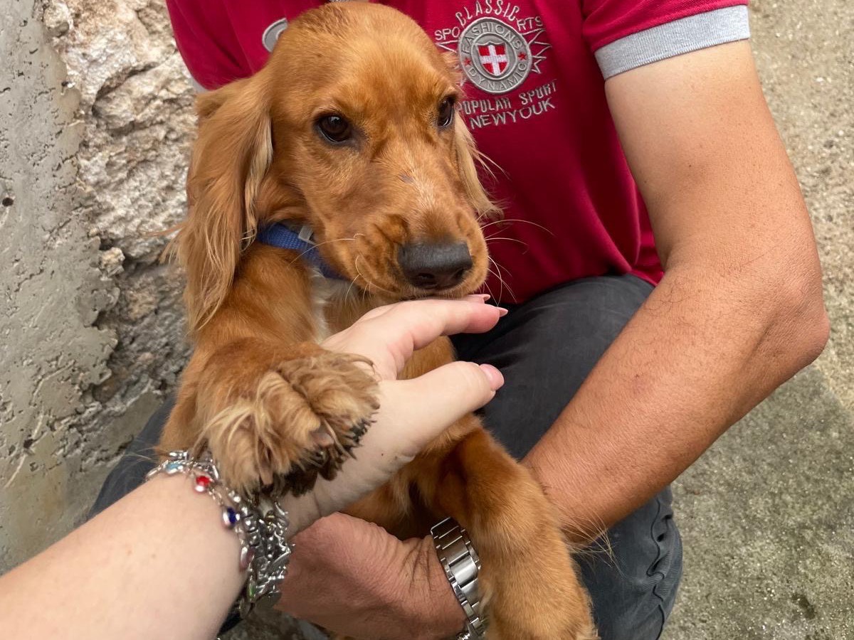 Adotta un cane, femmina, 6 mesi, Foggia