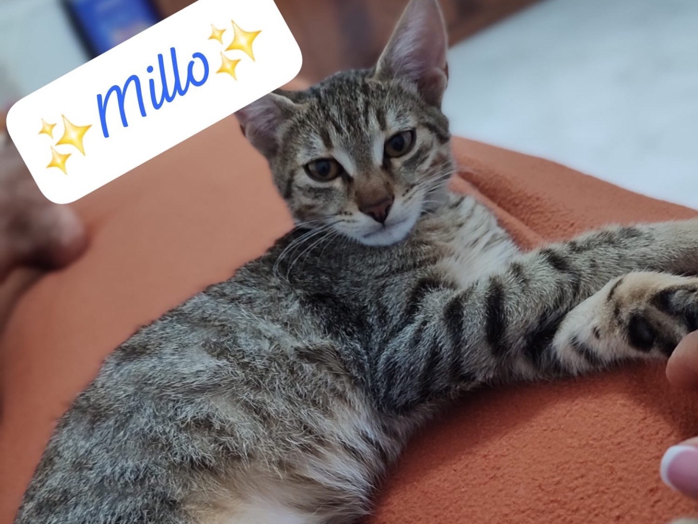 Adozione gatto, maschio, Razza sconosciuta Razza sconosciuta, 3 mesi, taglia non valida, Milano