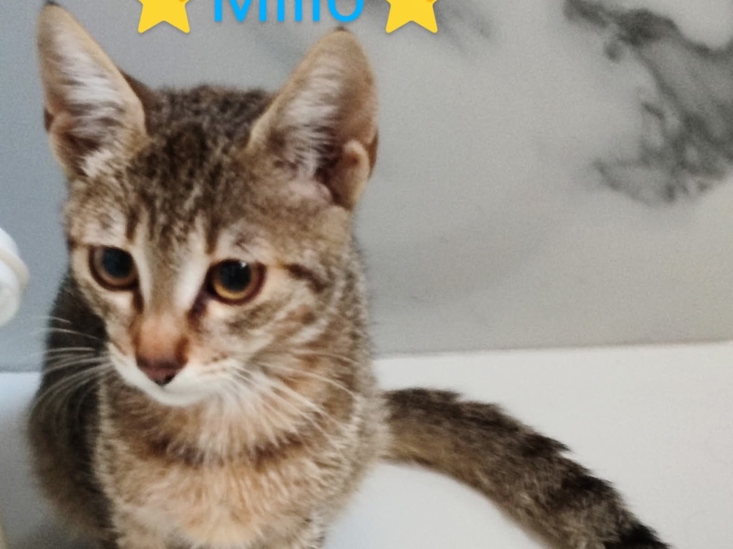 Adotta un gatto, maschio, 3 mesi, Milano