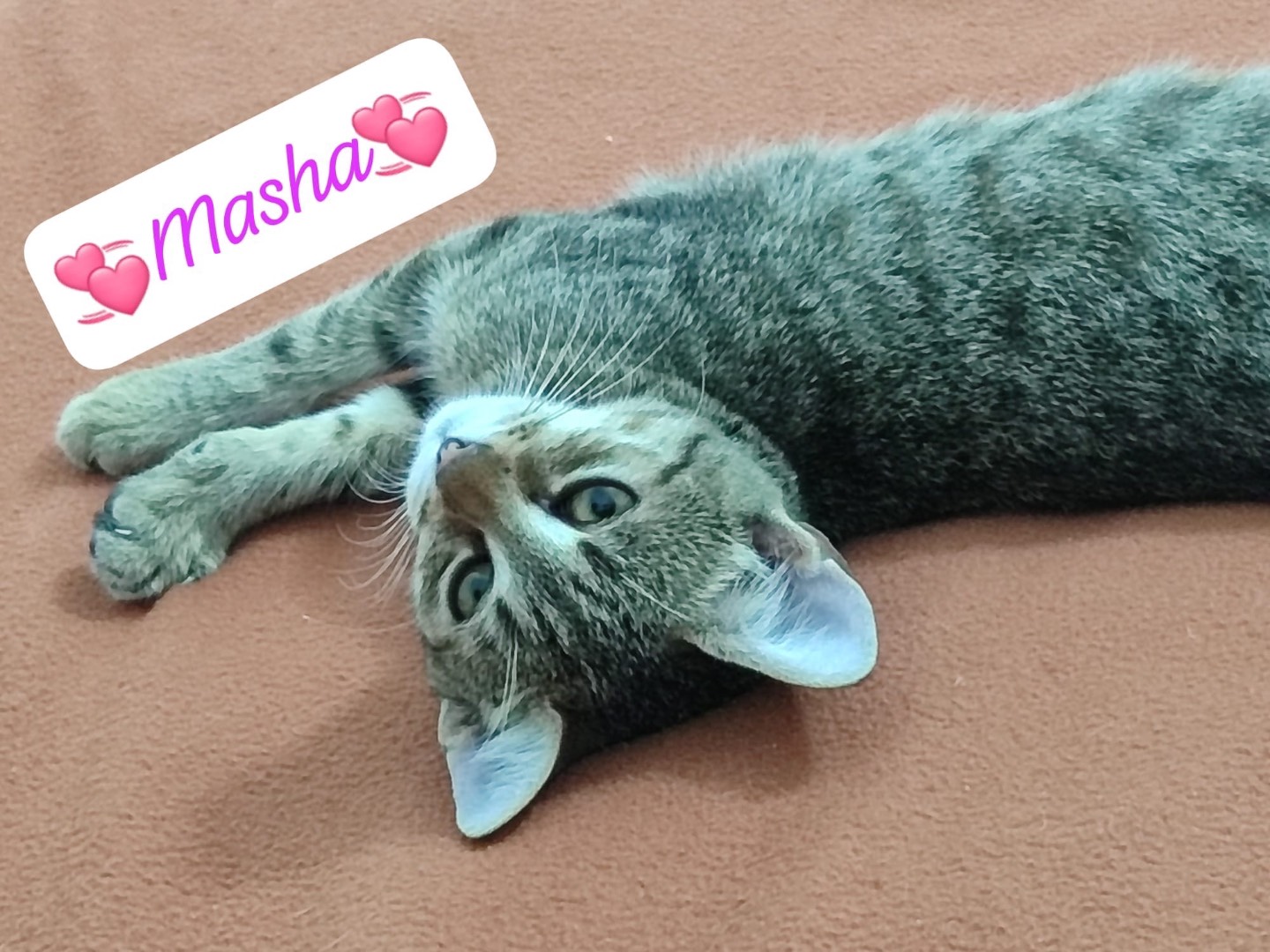 Adozione gatto, femmina, Razza sconosciuta Razza sconosciuta, 3 mesi, taglia non valida, Milano