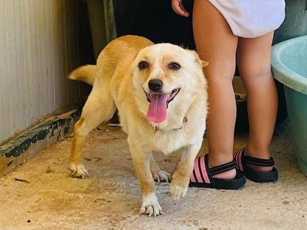 Adotta un cane, maschio, 1 anno e 11 mesi, Bari