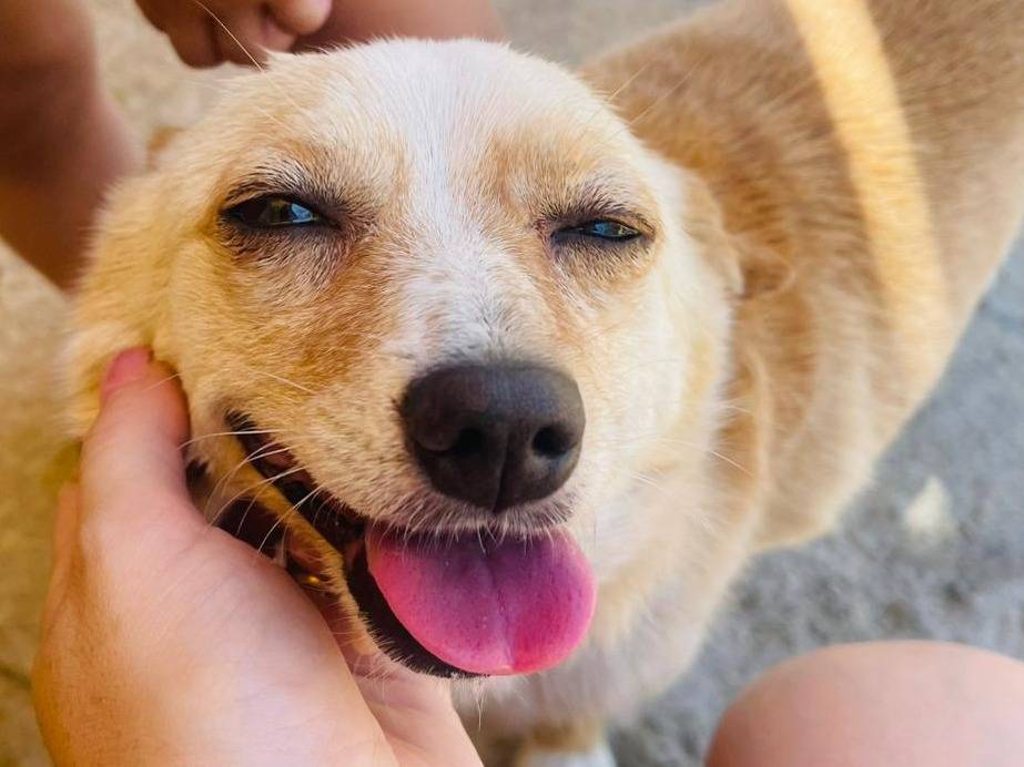 Vuoi adottare un cane a Bari?