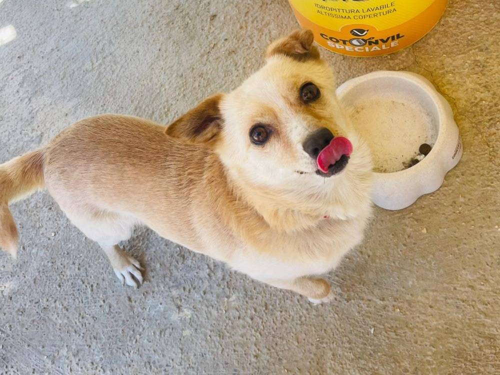 Adotta il cane Pino a Bari