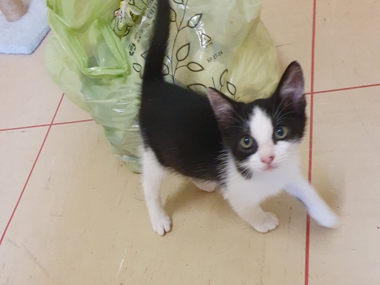 Adozione gatto, maschio, Razza sconosciuta Razza sconosciuta, 3 mesi, taglia non valida, Piacenza