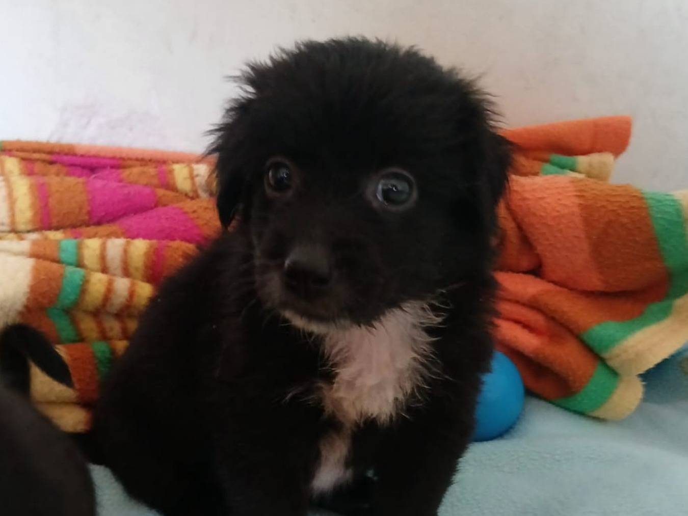 Adozione cane, femmina, Razza sconosciuta Razza sconosciuta, Età non disponibile, taglia media, Bari