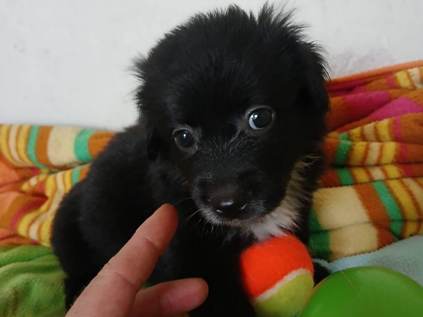 Adotta un cane, femmina, Età non disponibile, Bari