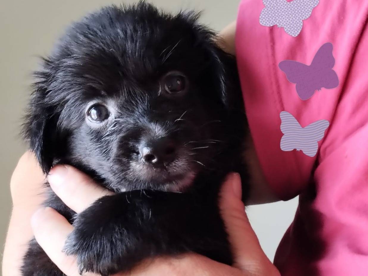 Adotta un cane, taglia media, femmina, Bari