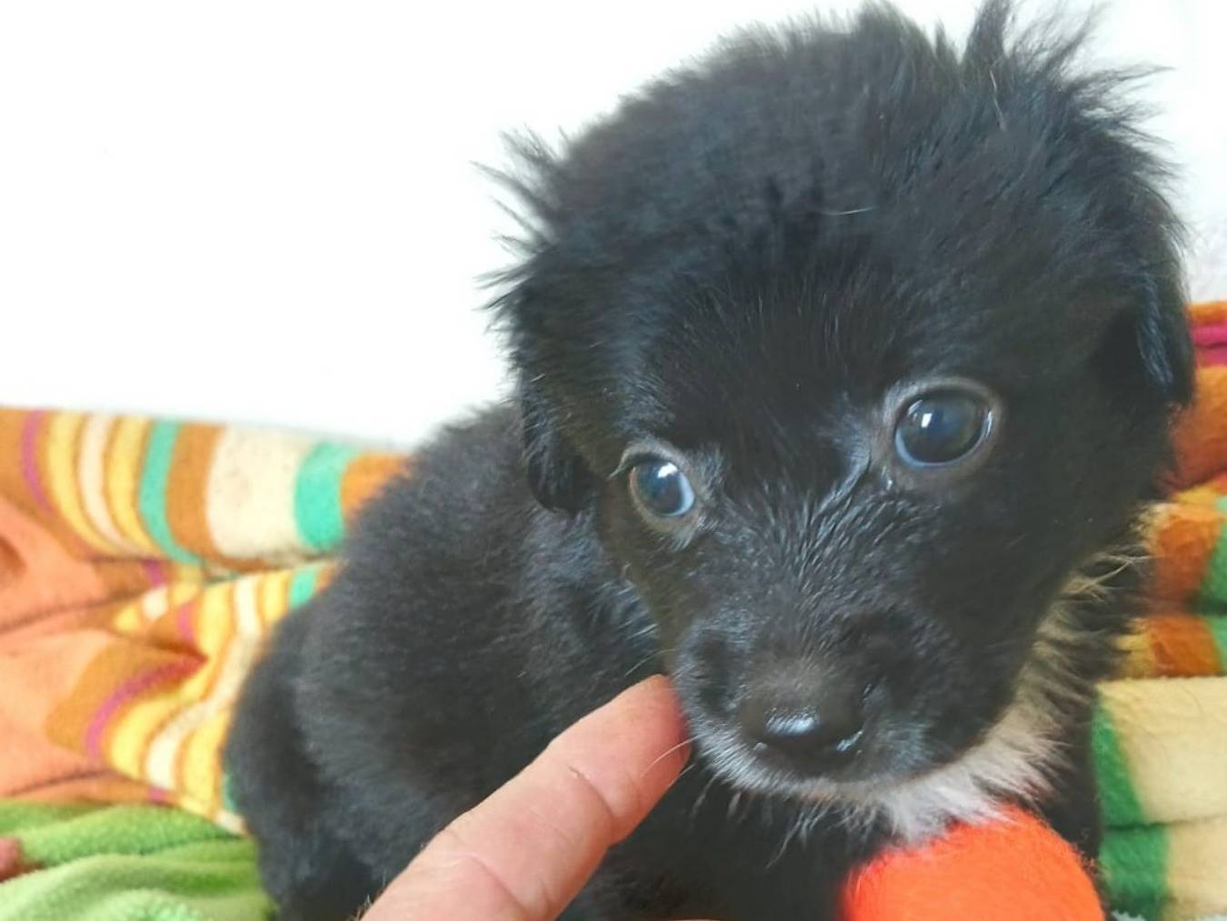 Adotta il cane Brendy  a Bari