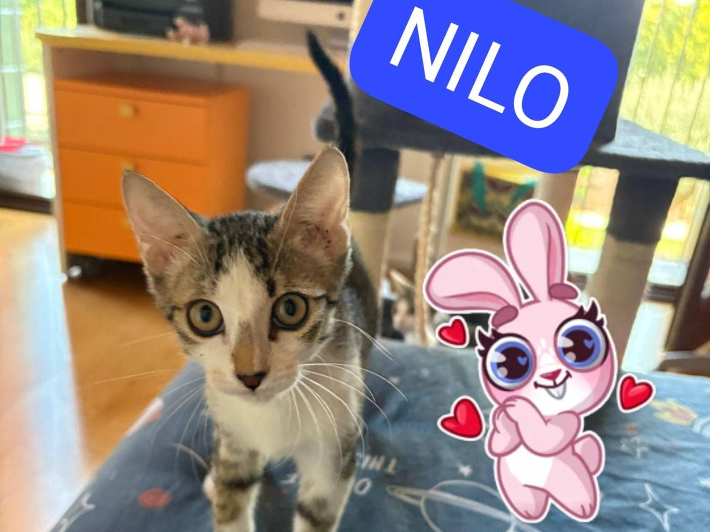 Adozione gatto, maschio, Razza sconosciuta Razza sconosciuta, 3 mesi, taglia non valida, Verona