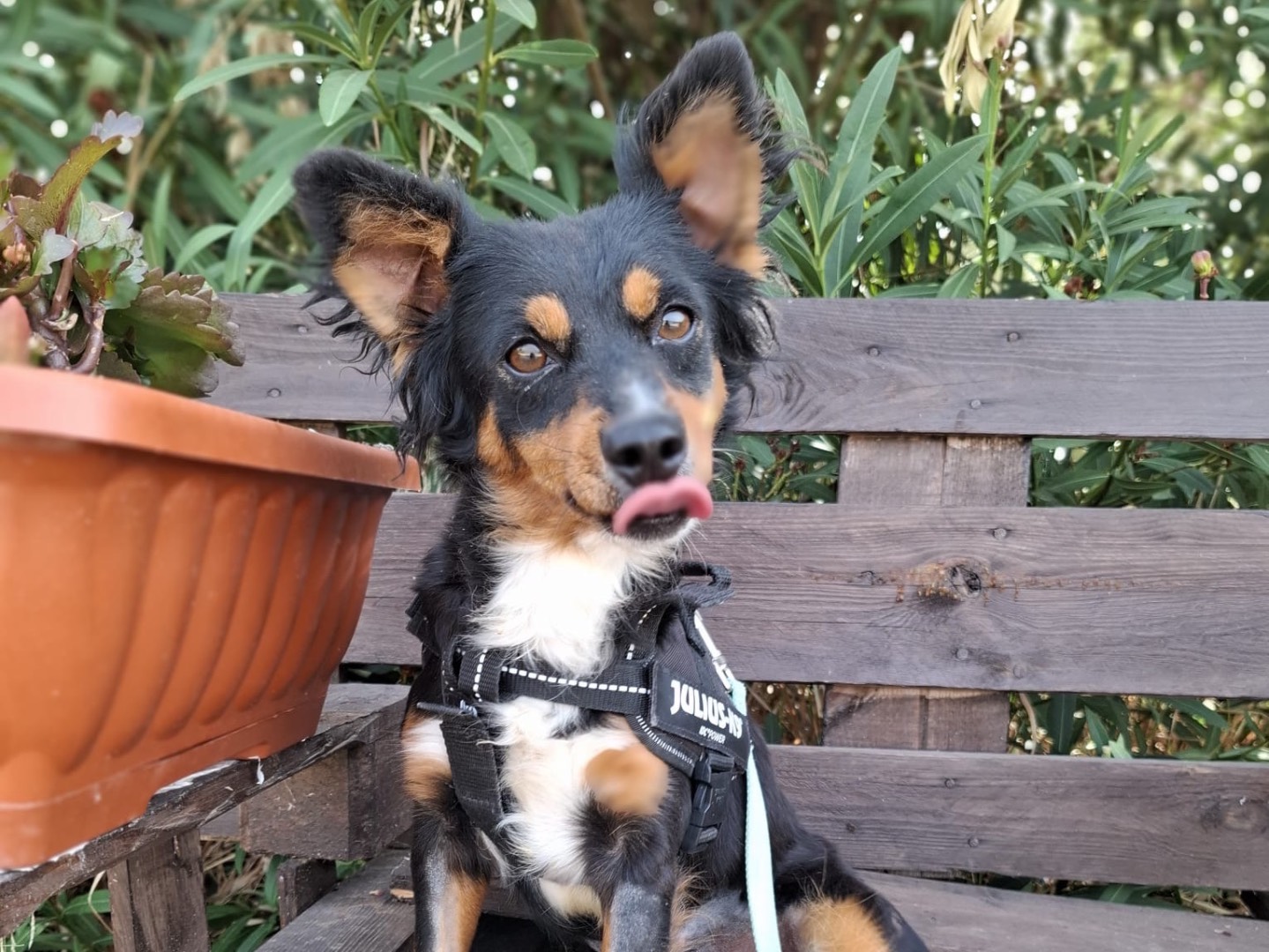 Adozione cane, femmina, Razza sconosciuta Razza sconosciuta, 2 anni e 5 mesi, taglia piccola, Foggia