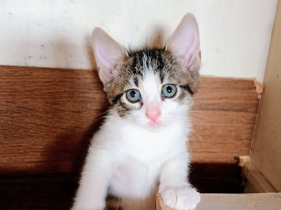 Adozione gatto, femmina, Razza sconosciuta Razza sconosciuta, 3 settimane, taglia non valida, Latina
